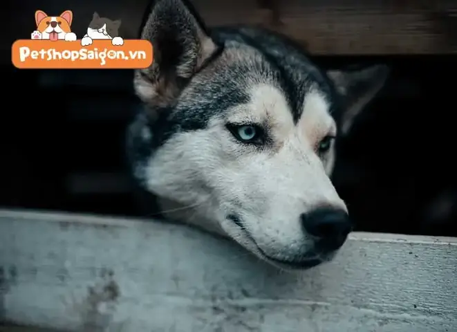 Sự Trung Thành Của Loài Chó Có Nguồn Gốc Từ Loài Sói