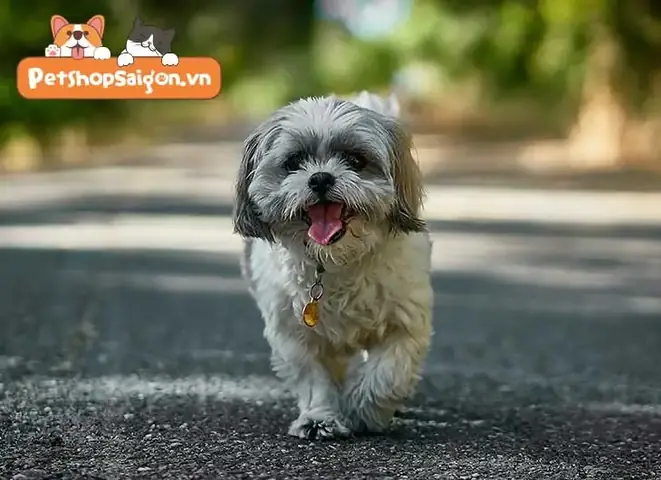 Sự Trung Thành Của Loài Chó Theo Lý Giải Khoa Học