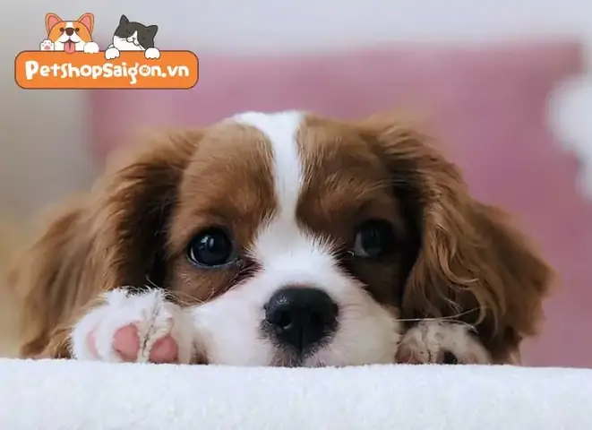 Sự Trung Thành Của Loài Chó Theo Lý Giải Khoa Học