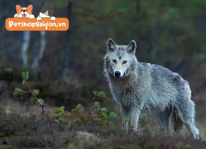 Sự Trung Thành Của Loài Chó Có Nguồn Gốc Từ Loài Sói