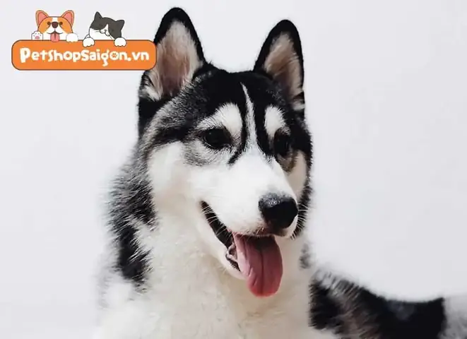 Sự Trung Thành Của Loài Chó Theo Xã Hội Học