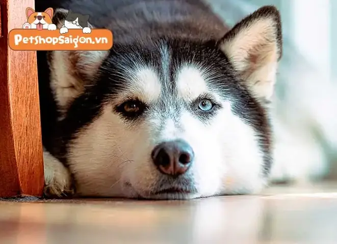 Sự Trung Thành Của Loài Chó Có Nguồn Gốc Từ Loài Sói