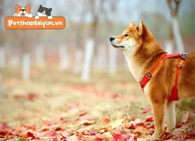 Sự Trung Thành Của Loài Chó Theo Lý Giải Khoa Học