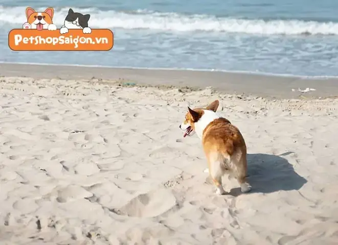 Sự Trung Thành Của Loài Chó Theo Lý Giải Khoa Học