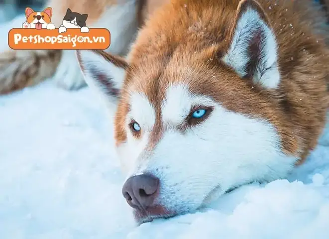 Sự Trung Thành Của Loài Chó Theo Xã Hội Học