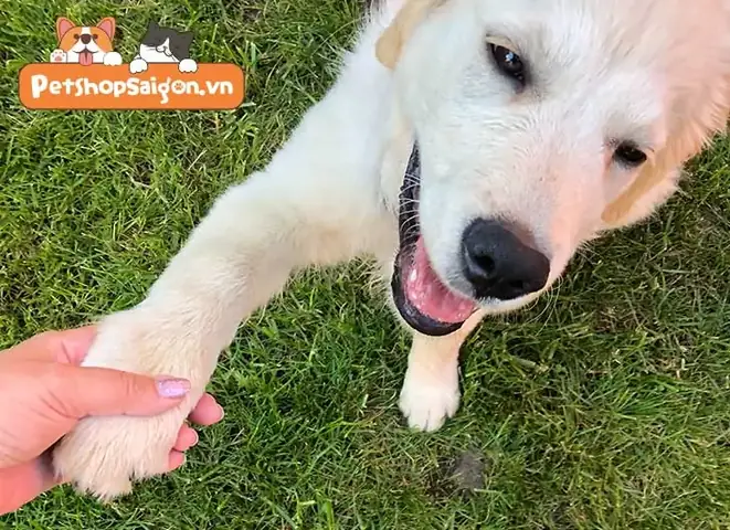 Sự Trung Thành Của Loài Chó Theo Lý Giải Khoa Học