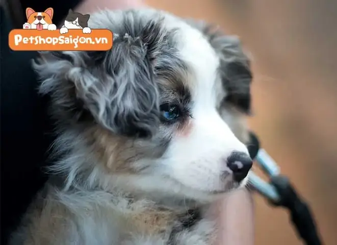 Sự Trung Thành Của Loài Chó Theo Xã Hội Học