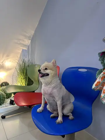 Dấu Hiệu Chó Mang Thai Giả