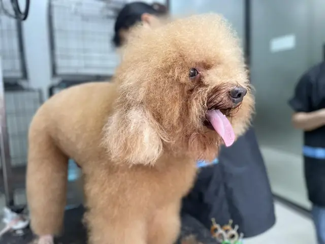 Nguyên Nhân Hiện Tượng Chó Mang Thai Giả Và Cách Điều Trị