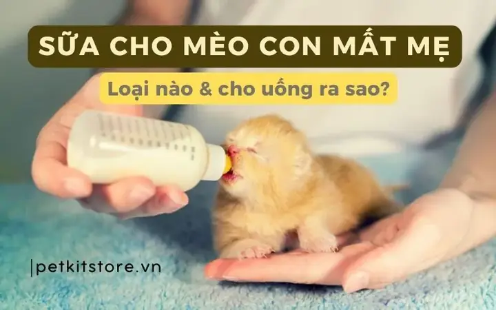 Sữa Chó Mẹ Màu Vàng: Dấu Hiệu Bất Thường Cần Lưu Ý