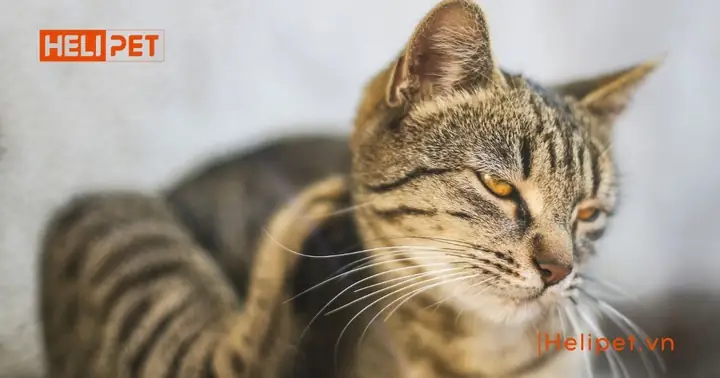 Thông Tin Về Bệnh Ghẻ Mèo