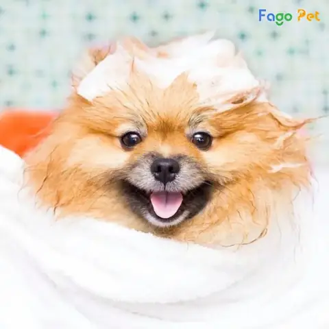 Công Dụng Và Ưu Điểm Của Sữa Tắm Cho Chó Lạp Xưởng