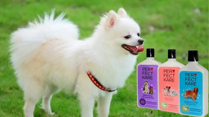 Sữa Tắm Cho Chó - Perfect Kare