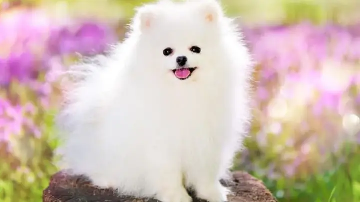 4lưu Ý Khi Sử Dụng Và Bảo Quản Sữa Tắm Cho Chó Phốc Sóc: