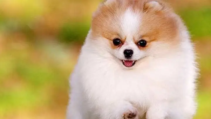 5mua Sữa Tắm Chó Mèo Ở Đâu Chất Lượng, Giá Tốt?