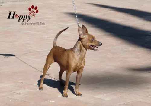 Làm Thế Nào Để Tắm Chó Phốc Hươu