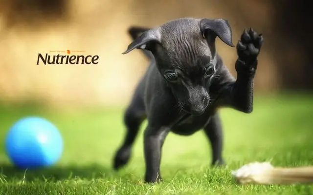 Cách Huấn Luyện Chó Phốc Hươu