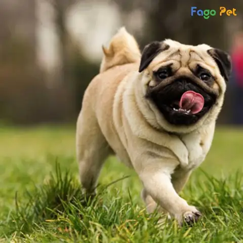 Hướng Dẫn Sử Dụng Sữa Tắm Cho Chó Pug Hướng Dẫn Sử Dụng Sữa Tắm Cho Chó Pug
