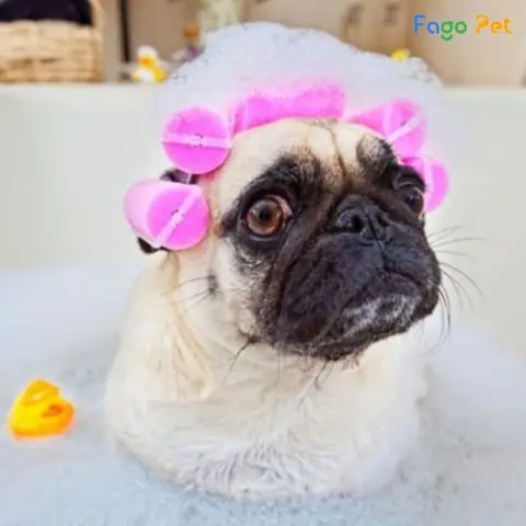 Những Lưu Ý Khi Sử Dụng Sữa Tắm Cho Chó Pug Những Lưu Ý Khi Sử Dụng Sữa Tắm Cho Chó Pug