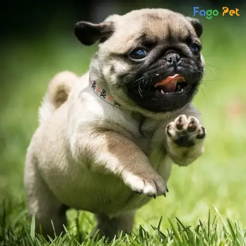 Công Dụng Và Ưu Điểm Của Sữa Tắm Cho Chó Pug Công Dụng Và Ưu Điểm Của Sữa Tắm Cho Chó Pug