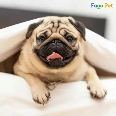 Sữa Tắm Cho Chó Pug Là Gì? Sữa Tắm Cho Chó Pug Là Gì?