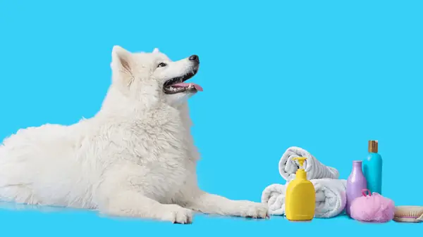 Vì Sao Nên Chọn Sữa Tắm Cho Chó Có Khả Năng Thơm Lâu?