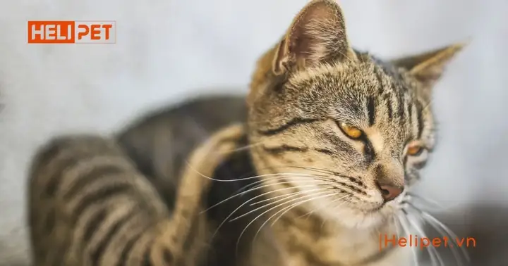 Thông Tin Về Bệnh Ghẻ Mèo