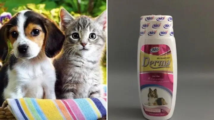 Cách Chọn Sữa Tắm Derma Cho Chó Phù Hợp Và An Toàn