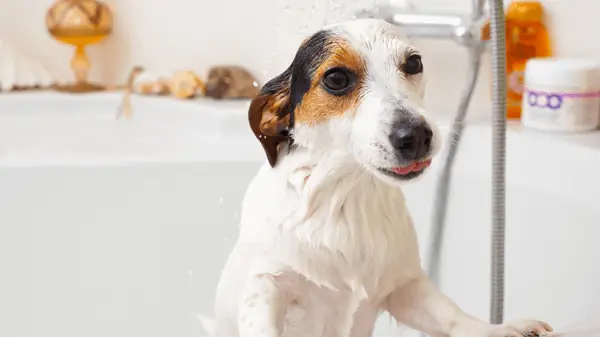 Cách Sử Dụng Sữa Tắm Trị Ve Rận Cho Chó Mèo Đạt Hiệu Quả Tốt Nhất