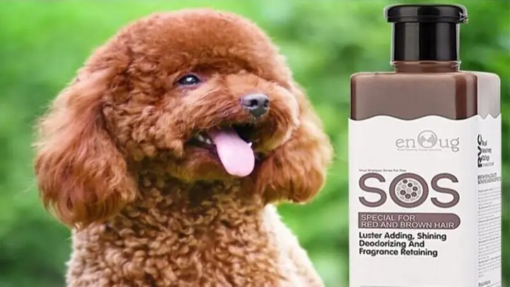 Sữa Tắm Cho Chó Poodle Nâu Đỏ