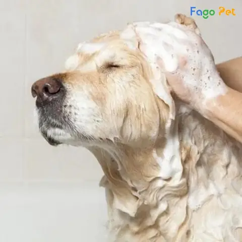 Mua Sữa Tắm Trị Ghẻ Chó Ở Đâu?