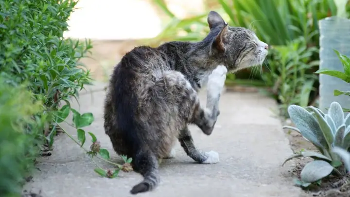 1tại Sao Nên Dùng Sữa Tắm Trị Ve, Rận Cho Mèo?