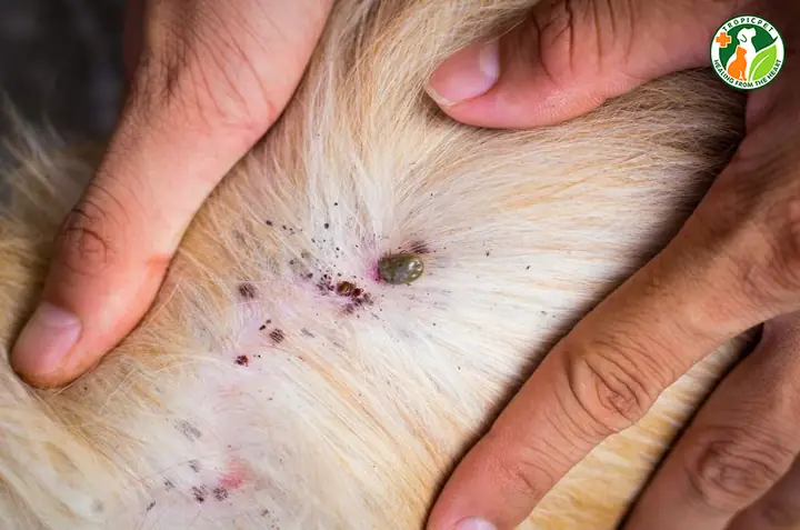 Vòng Đời Của Ve Chó Và Cách Chúng Lây Lan