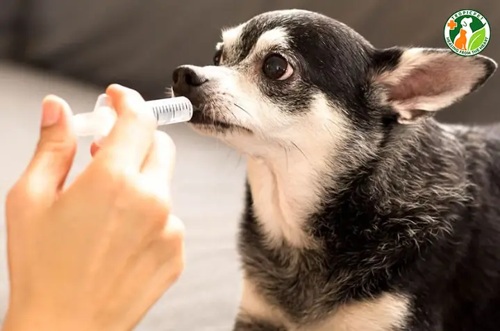 Cho Chó Uống Thuốc Trị Ký Sinh Trùng Định Kỳ