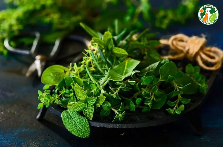 Cách Đuổi Ve Chó Ra Khỏi Nhà Bằng Các Loại Thảo Mộc