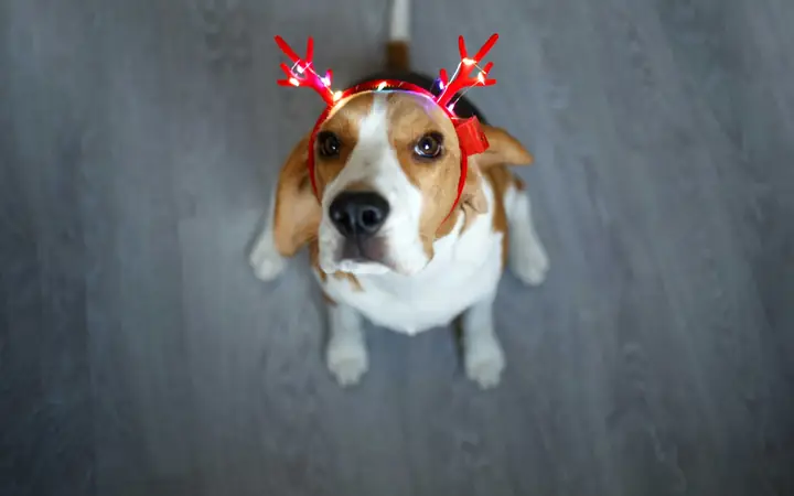 Hình Nền Chú Chó Dễ Thương Với Sừng Tuần Lộc