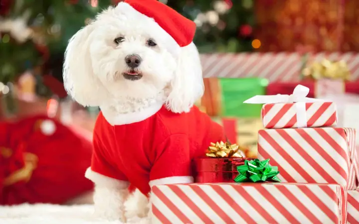 Hình Nền Chó Con Với Chiếc Nón Ông Già Noel