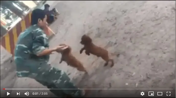 Tài Liệu Huấn Luyện Chó