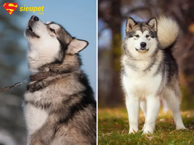 Thời Điểm Và Tình Huống Chó Alaska Hay Hú