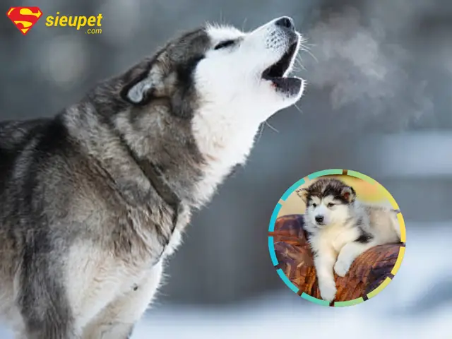 Giới Thiệu Chung Về Hành Vi Hú Ở Chó Alaska