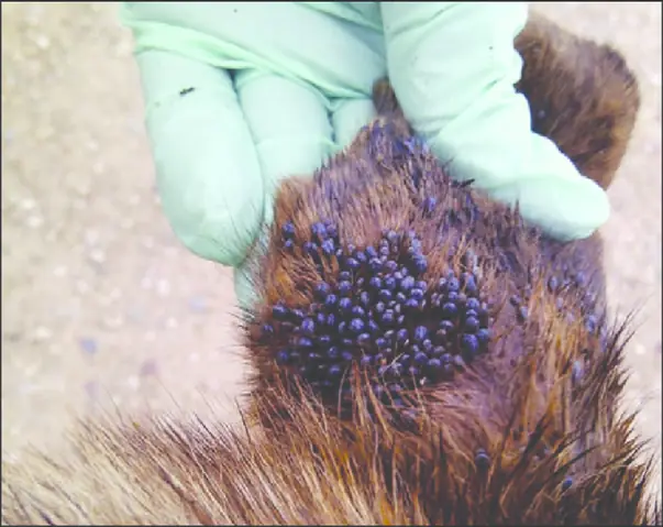 Tác Hại Của Ve Chó Đối Với Chó