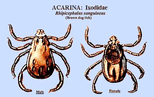 Đặc Điểm Của Ve Chó