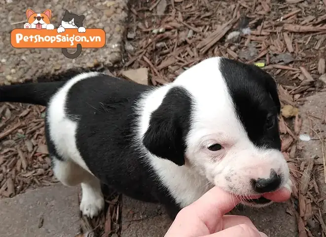 Chú Ý Khi Huấn Luyện Chó Con