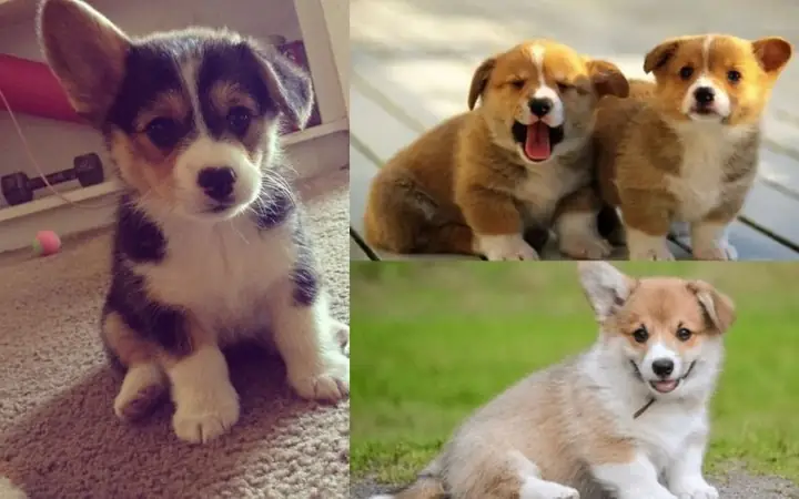 Vì Sao Chó 1 Tai Cụp 1 Tai Vểnh?