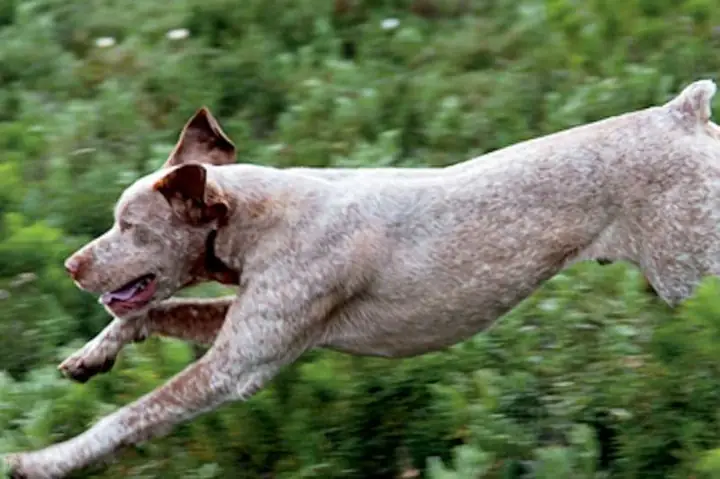 Chuyện Kể Người Mông Nuôi Chó Cụt Đuôi