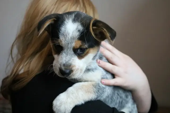 Vậy Tại Sao Chó Thở Dài?