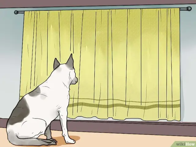Bước 1: Một Cách Để Giảm Thiểu Tiếng Sủa Của Chó Là Che Đi Những Gì Chúng Nhìn Thấy.