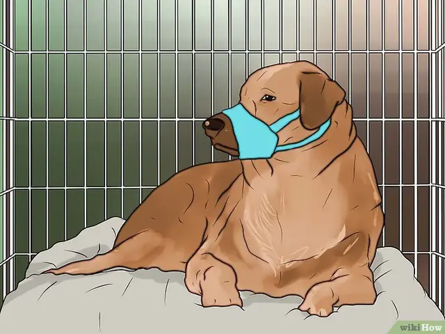 Bước 4: Huấn Luyện Chó Ngồi Trong Lồng Nếu Nó Sủa Người Lạ Khi Ngồi Trong Xe Là Một Cách Để Giảm Thiểu Hành Vi Không Mong Muốn Của Chó.