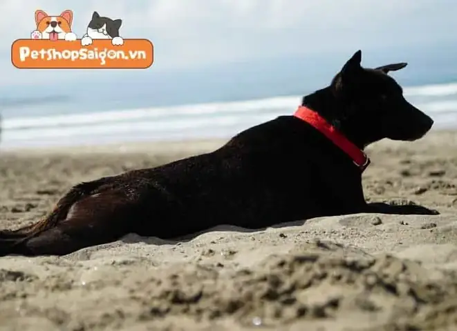 Đặc Tính Thúc Đẩy Tâm Trạng Của Ánh Sáng Mặt Trời