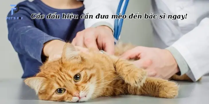 Các Dấu Hiệu Cần Đưa Mèo Đến Bác Sĩ Ngay!